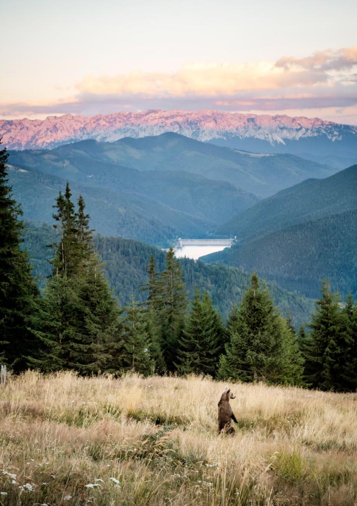 beren spotten Roemenië