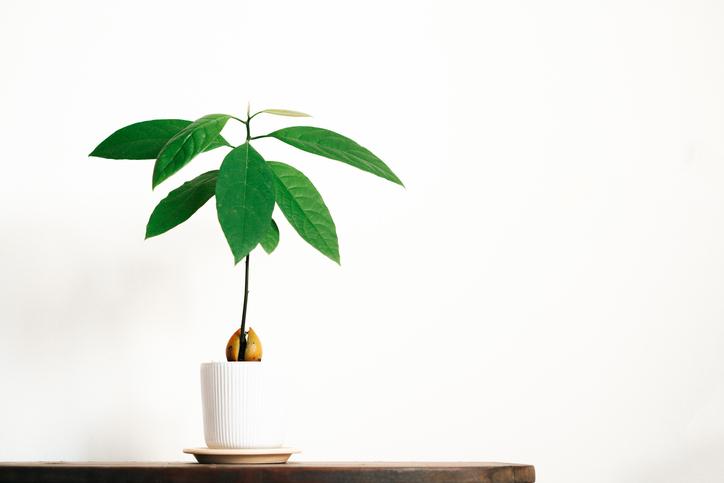Avocadoplant kweken: hoe verzorg je zelf zo'n plant? - Libelle