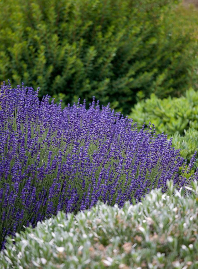 geurende planten