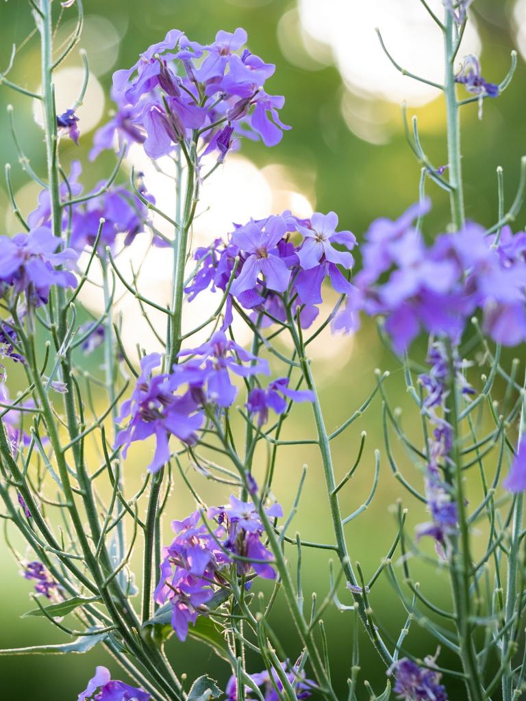 geurende planten