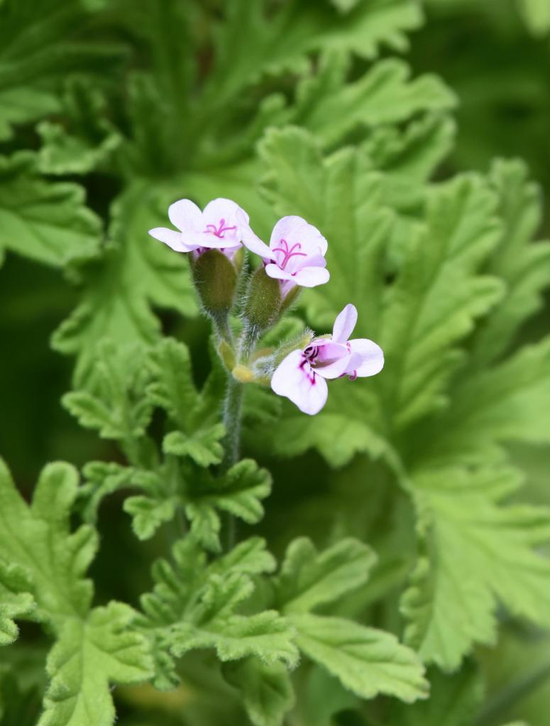 geurgeranium