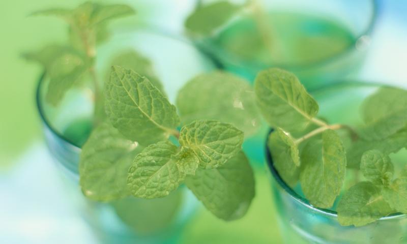 Mint Leaves in Water