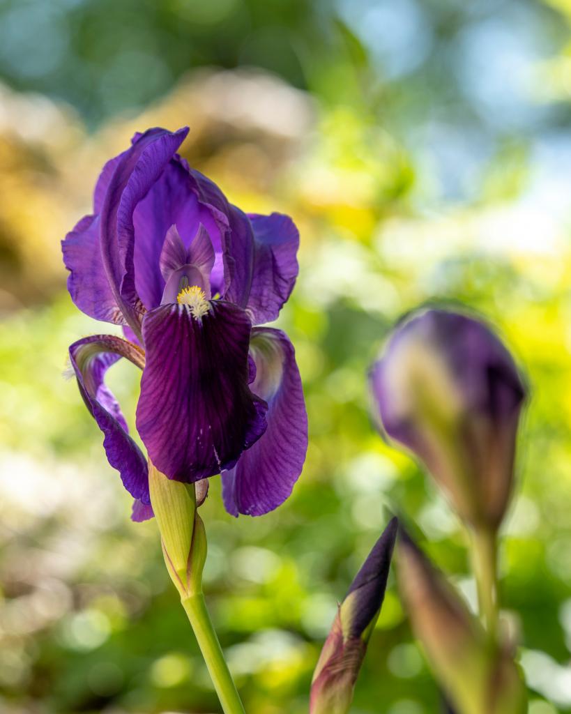 Nationaal Park Abruzzo Marsicaanse Iris Parco1923