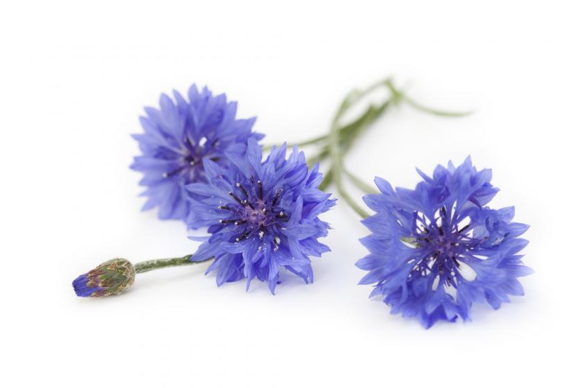 Le bleuet, la fleur des timides à offrir à la fête des mères