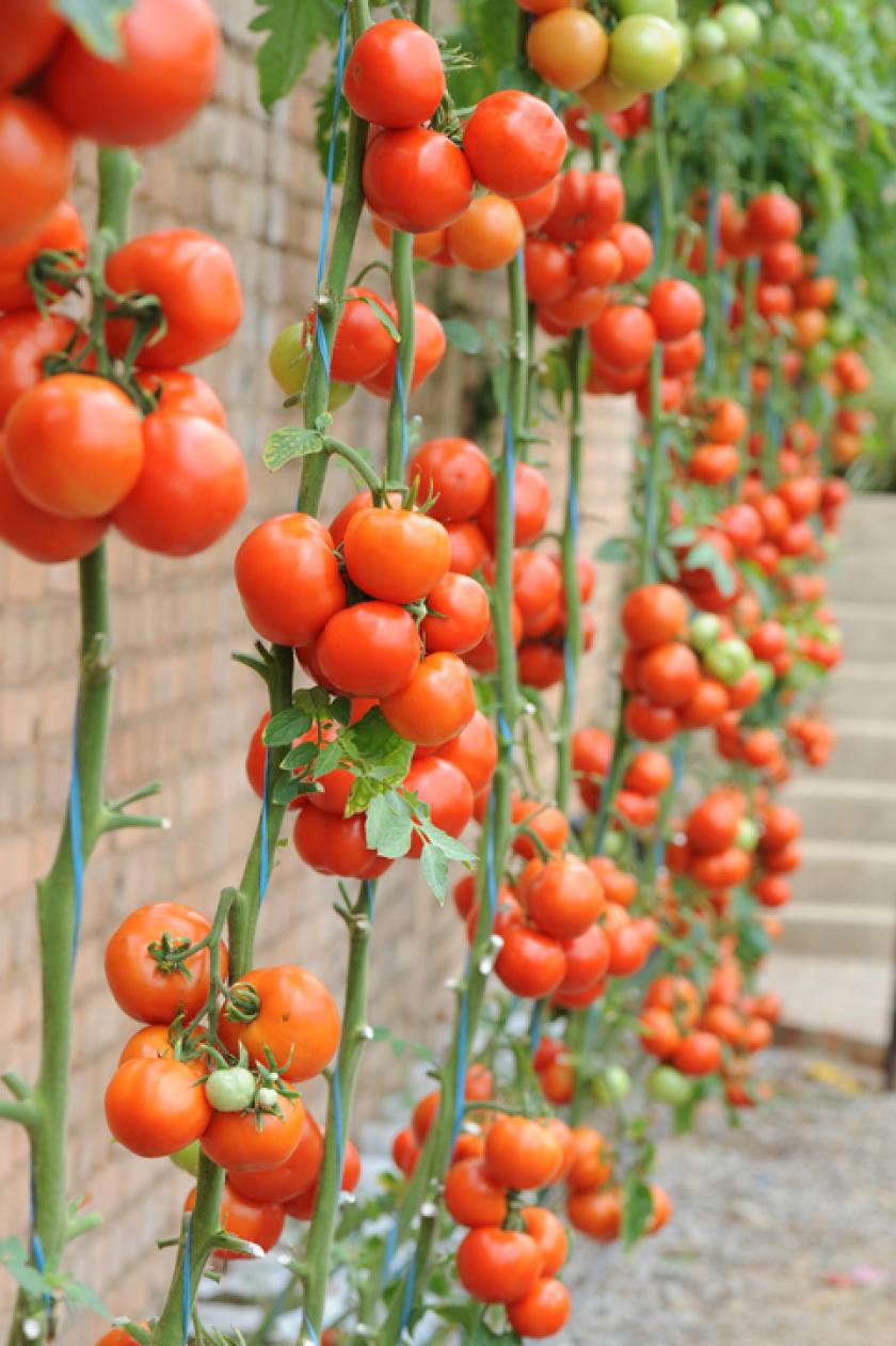 Tien jaar gids zingen 10 tips voor de heerlijkste tomaten - Libelle