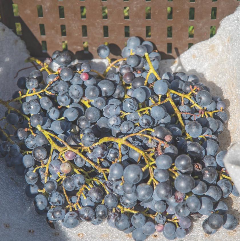 Le vignoble du Domaine du Chenoy, en région namuroise, produit un vin bio renommé.