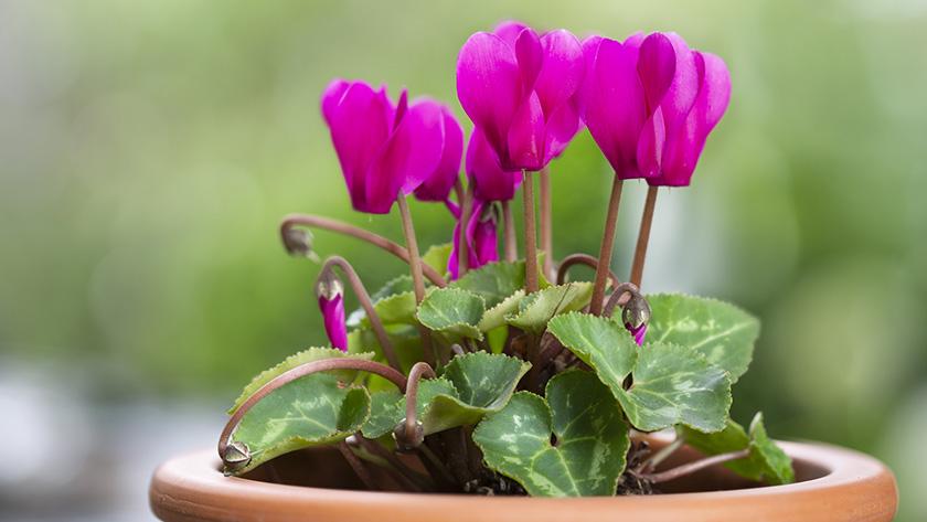 wortel hoed gekruld Kamerplanten met bloemen: de 12 mooiste exemplaren - Libelle