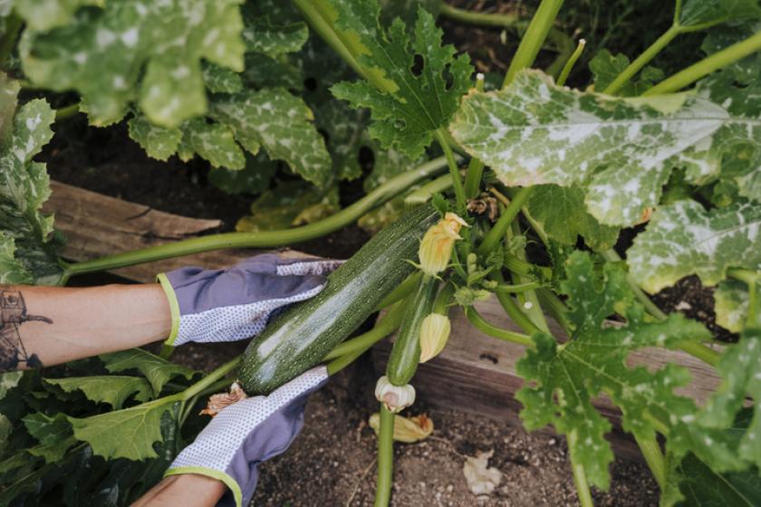 diep Kinderen snelheid De 12 makkelijkste groenten om te kweken in je eigen tuin - Libelle