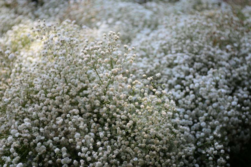 gipskruid witte bloemenborder