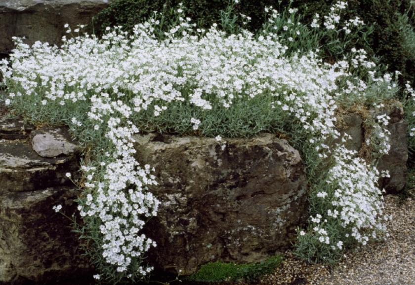 witte bloemenborder