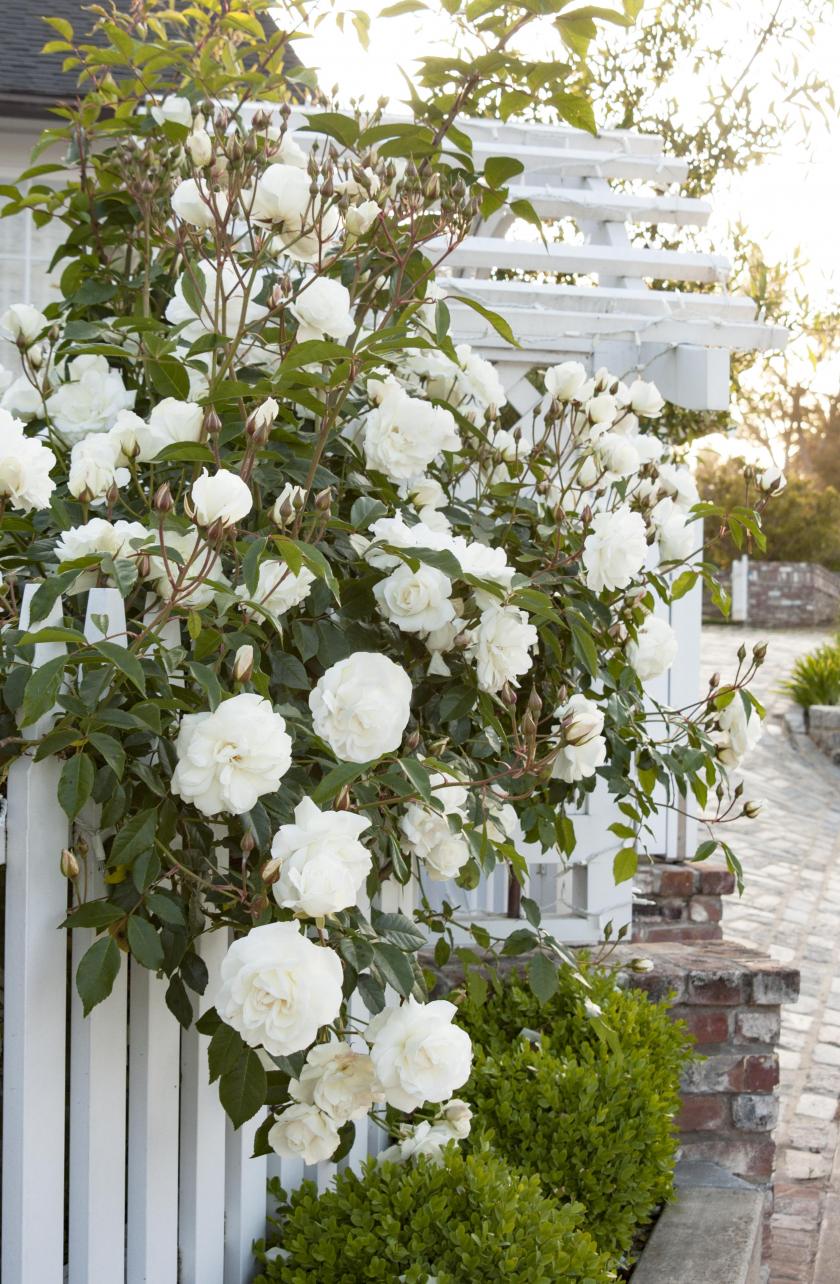 witte rozen

