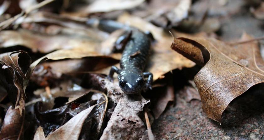 winter salamander tuin