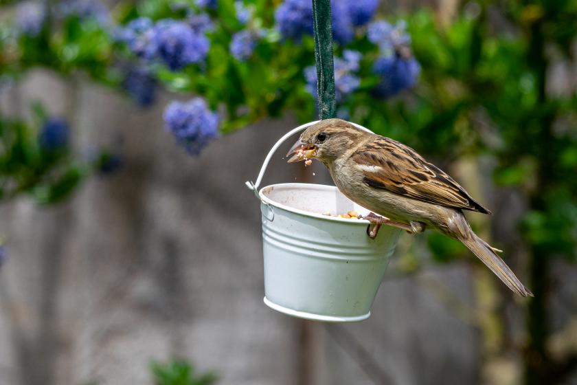 vogels voederen tips