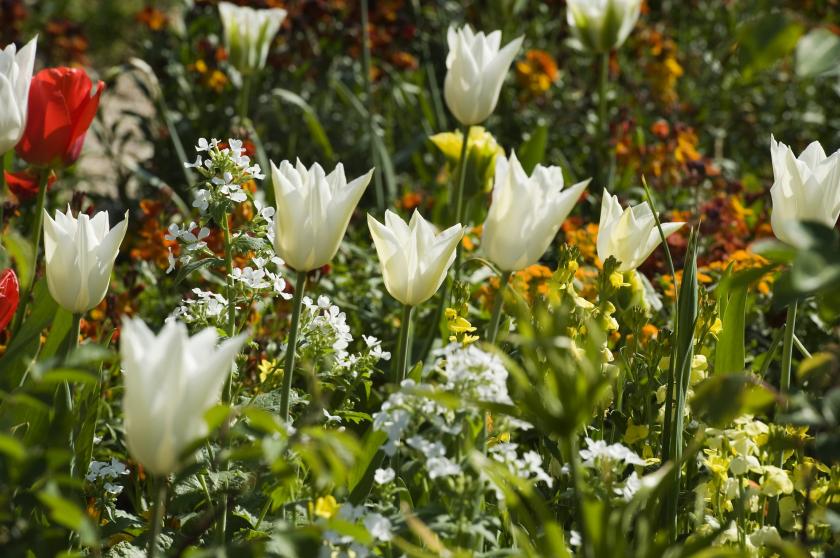 floriade tulpen Almere