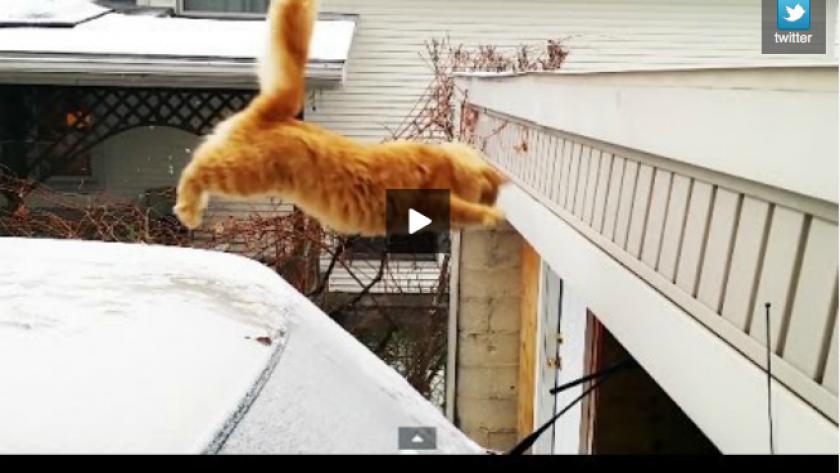 Video Tous Les Chats Ne Retombent Pas Sur Leurs Pattes Femmes D Aujourd Hui