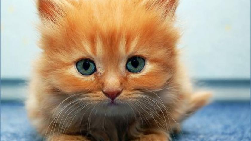 10 Chatons Vraiment Trop Mignons Femmes D Aujourd Hui