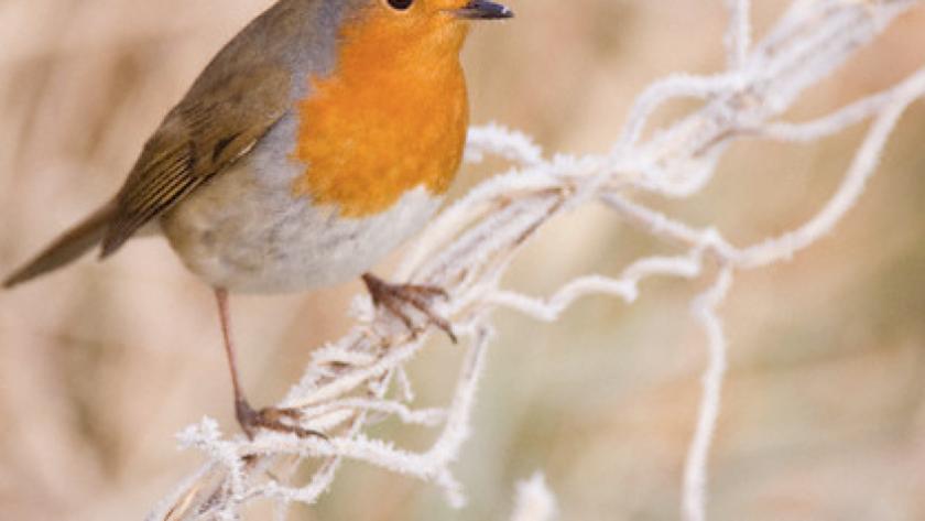 Comment Nourrir Les Oiseaux En Hiver Femmes Daujourdhui