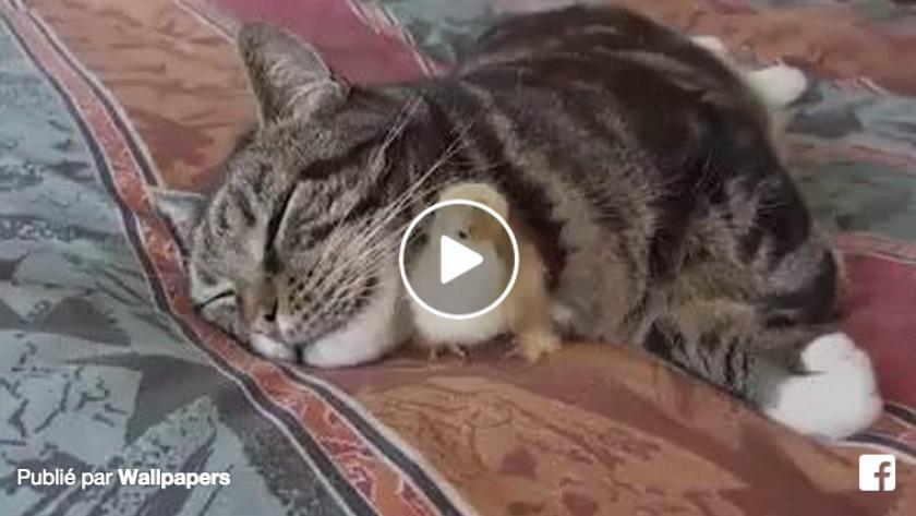 Video Ne Reveillez Pas Le Chat Qui Dort Femmes D Aujourd Hui