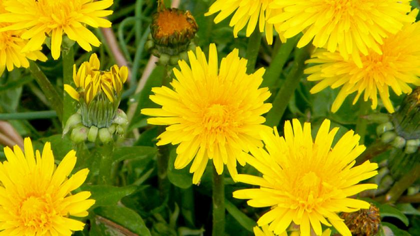 Nettle, our friend in the garden!  The dandelion too ... - Women of ...