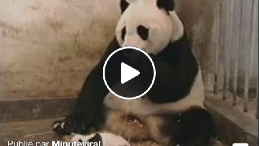 Video Bebe Panda Fait Peur A Sa Mere Femmes D Aujourd Hui