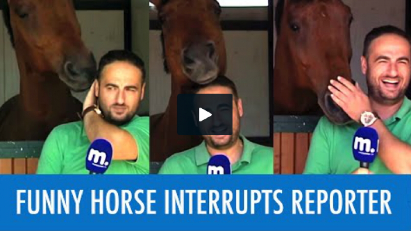 Video Trop Drole Ce Cheval Ne Le Laisse Pas Presenter L Emission Femmes D Aujourd Hui