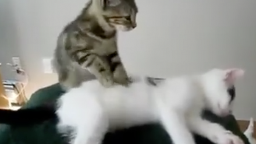 Video Mignonne Un Massage De Chat Femmes D Aujourd Hui