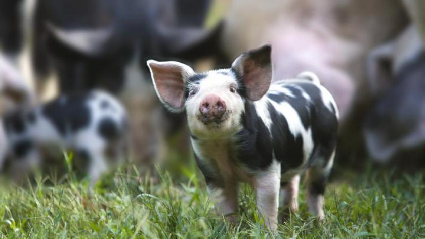 Vu Sur Instagram 9 Cochons Trop Mignons Femmes D Aujourd Hui