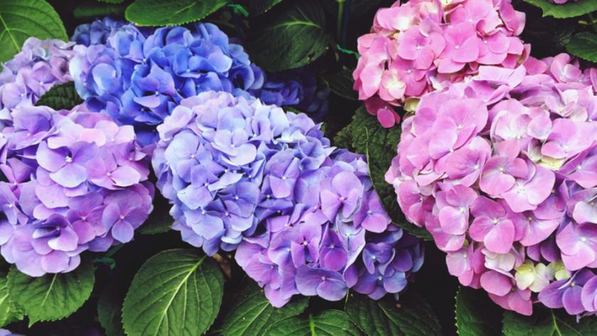C'est le moment de bouturer les hortensias: simplissime!