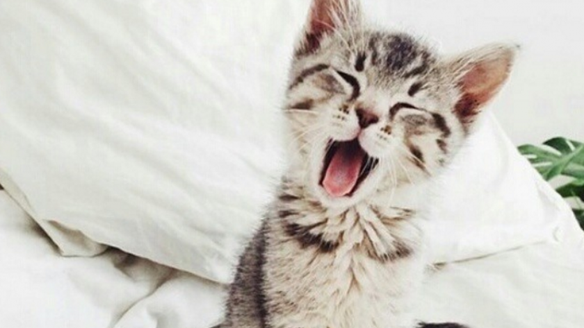 Des Bebes Animaux Tellement Mignons Femmes D Aujourd Hui