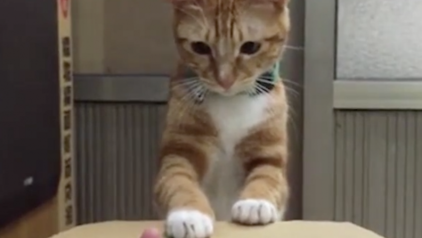 Video Un Jeu Sympa Pour Le Chat Femmes D Aujourd Hui