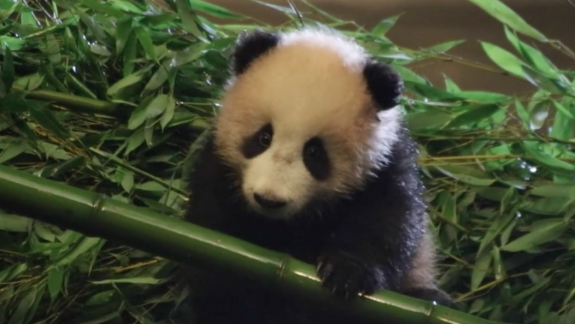 Video Trop Mignonne Le Bebe Panda Tian Bao Joue A Cache Cache Dans Les Bambous Femmes D Aujourd Hui