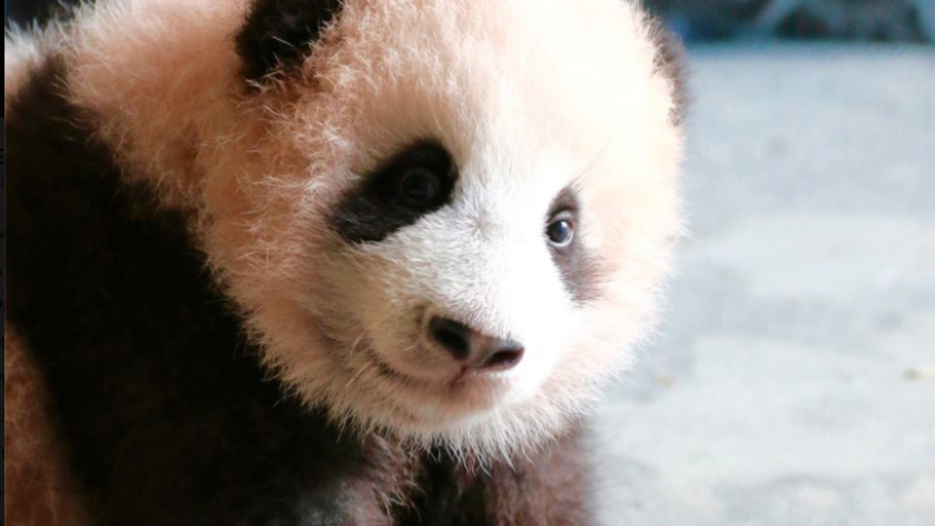 Video Trop Mignonne Le Bebe Panda Tian Bao Aide A Faire Le Menage Femmes D Aujourd Hui