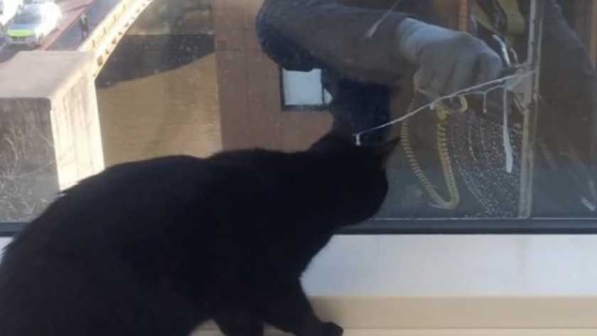 Video Trop Drole Jeu Entre Chats Et Laveurs De Vitres Femmes D Aujourd Hui