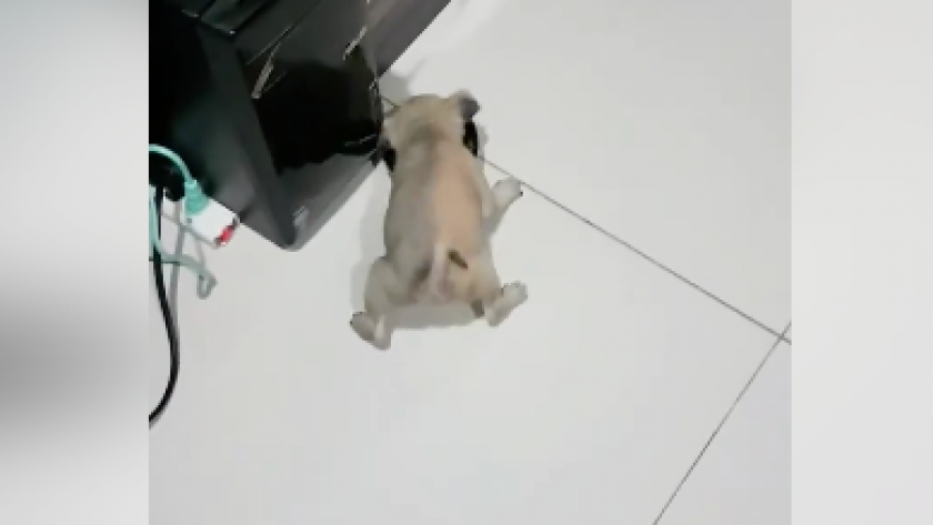 Vidéo Trop Drôle Ce Petit Chien A Les Yeux Plus Gros Que Le
