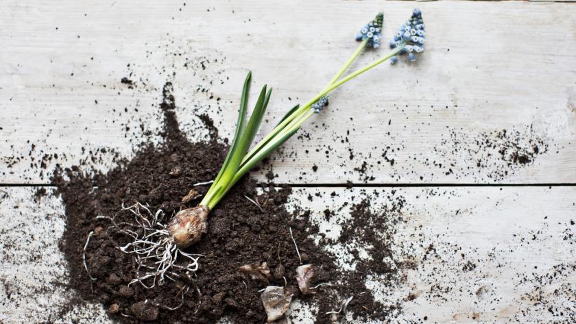 Planter Des Bulbes Du Tout Bon Pour Votre Jardin Femmes D Aujourd Hui