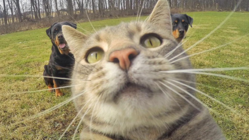 Vu Sur Instagram Ce Chat Est Le Roi Des Selfies Femmes D Aujourd Hui