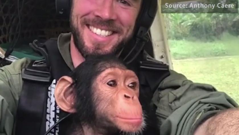 Video Un Pilote Belge Sauve Un Bebe Chimpanze Et Se Lie D Amitie Avec Lui Femmes D Aujourd Hui