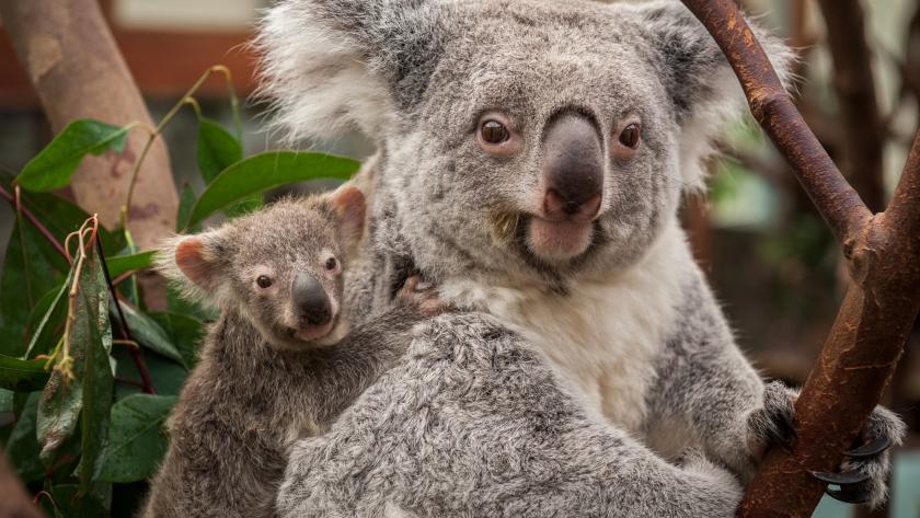 Video Adorable Le Bebe Koala De Planckendael Est Sorti De Sa Poche Femmes D Aujourd Hui