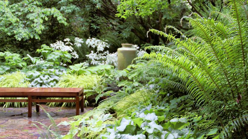 Alles wat je moet weten over varens in je tuin Libelle