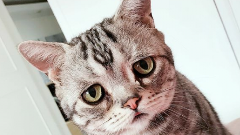Vu sur Instagram: Luhu, le chat triste qu'on a envie de câliner ...
