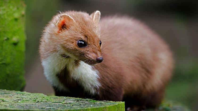 Schade aan je huis door steenmarters? Zo voorkom je het Libelle