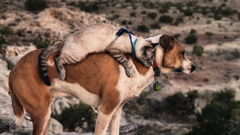 Vu Sur Instagram Henry Et Ballo Chien Et Chat En Voyage Femmes D Aujourd Hui