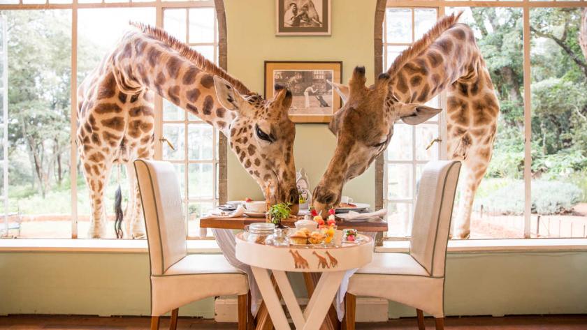 https://img.static-rmg.be/a/view/q75/w840/h473/2263667/dans-cet-hotel-situe-au-kenya-des-girafes-sinvitent-a-votre-table-jpg.jpg