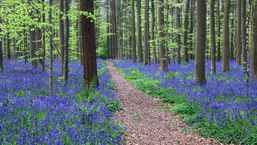 Vanaf dit weekend gratis pendelbussen naar Hallerbos - Libelle