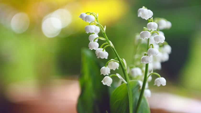 Pourquoi Offrons Nous Du Muguet Le 1er Mai Femmes D Aujourd Hui