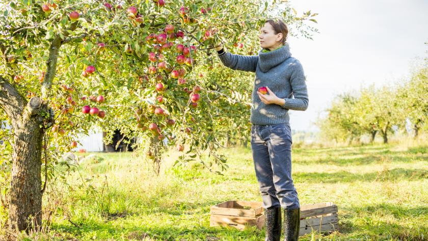 Pluktuinen zelf groenten en fruit oogsten zonder moestuin Libelle