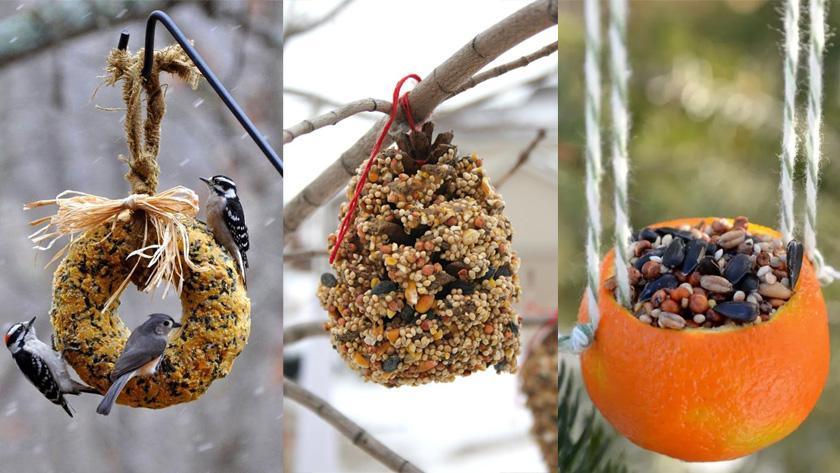 Verwen de vogels in je tuin met deze zelfgemaakte zaadbollen Libelle