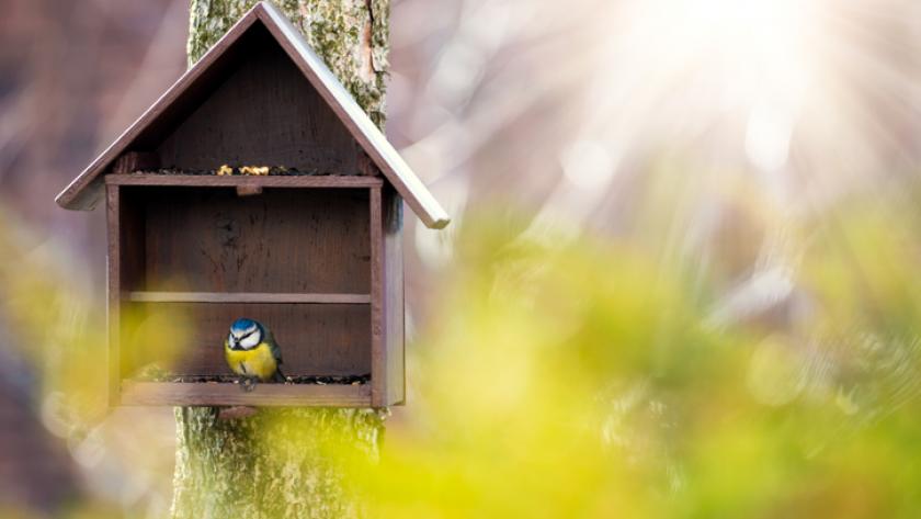 Het Grote Vogelweekend: vogels tellen in eigen tuin - Libelle