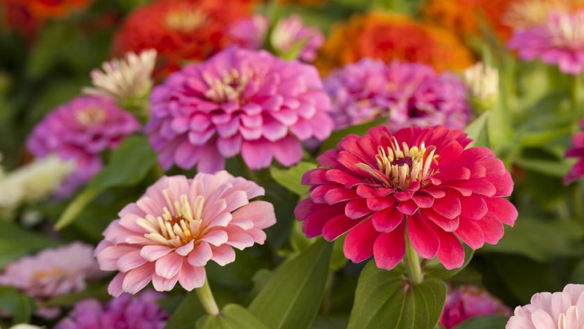 De 15 mooiste bloemen om in je tuin te zaaien Libelle