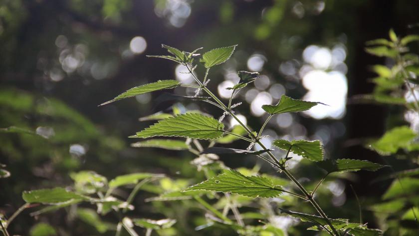 Temps Apparition Piqure Punaise De Lit Badbugs Fr